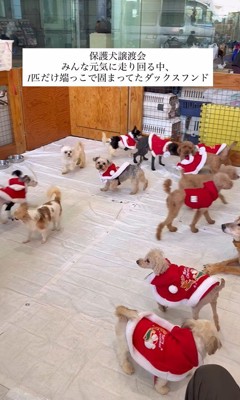 ラホちゃんとの出会いと現在