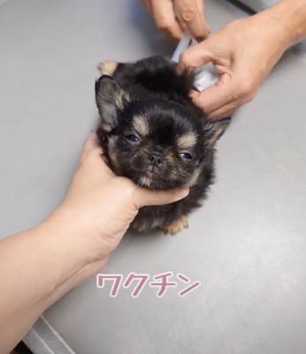 注射も頑張ります！