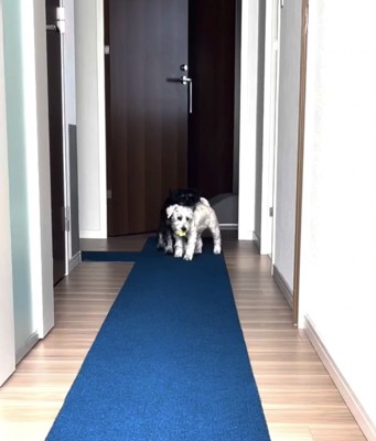 ボールを咥える犬