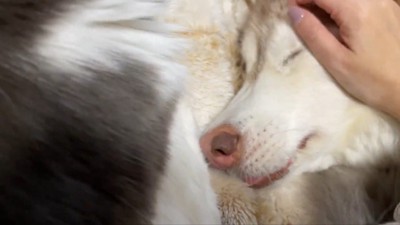 シャンテちゃん＆バロンちゃん4