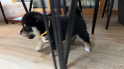 よちよち歩きで冒険中