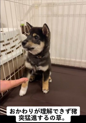 芸の練習中のもずくちゃん2