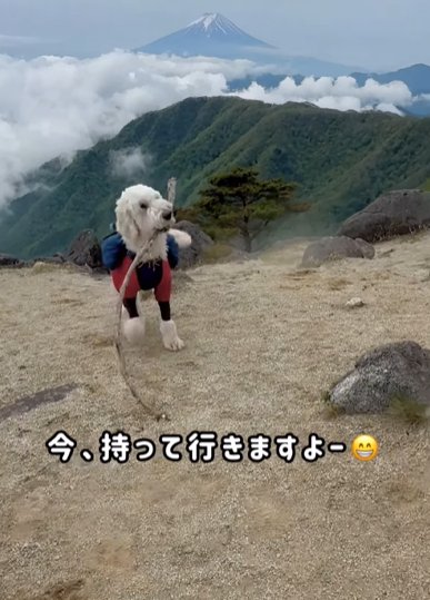 高い山の上で遊ぶゴールデンドゥードゥル