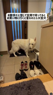 玄関扉の前に立つ犬