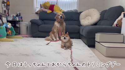 うにくんとおからちゃん