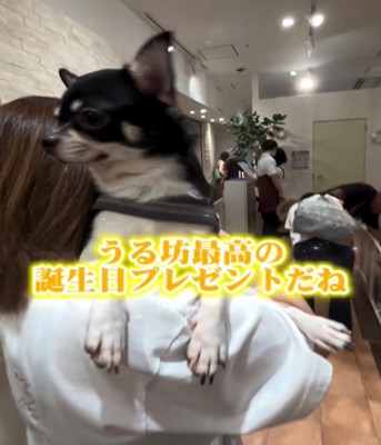 抱っこされる犬