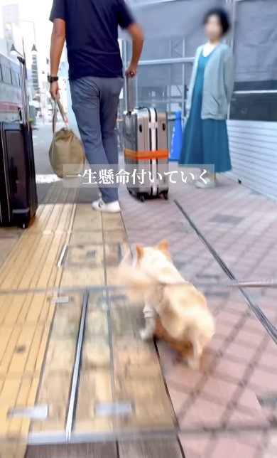 男性を追いかけるチワワ