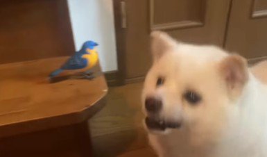 けたたましい声で威嚇!!