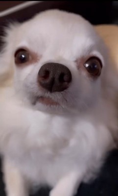 寝起きのありすちゃん4