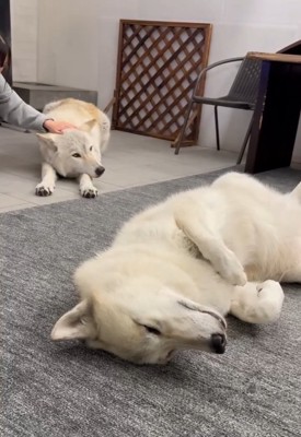 ウトウトするナオちゃん