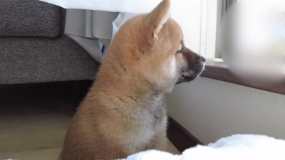 外を眺める子犬のひまりちゃん