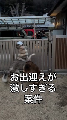 男性の姿を見て興奮する2頭の犬