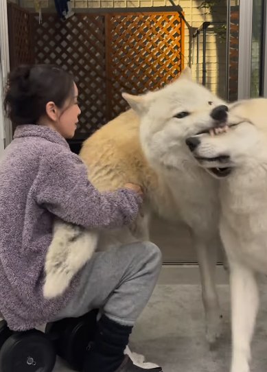 狼犬のマズルを甘噛みする他方の狼犬