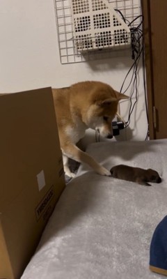 赤ちゃん犬が脱走した時のまめちゃん4