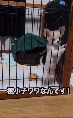 子犬のこめくん1