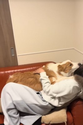 飼い主の姉に甘える中型犬