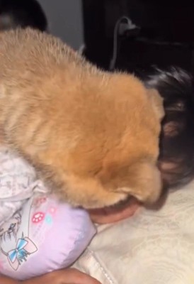 覆いかぶさる子犬