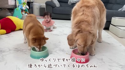 2匹が食事をしていると…