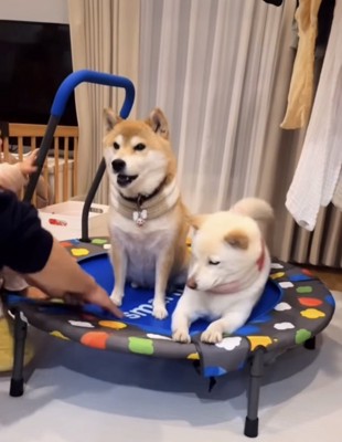 2匹でトランポリン1