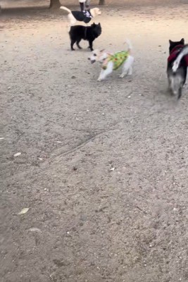 サフランちゃんの予想外の行動2