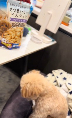 くまちゃんに「おやつほしいの？」と聞いたら4