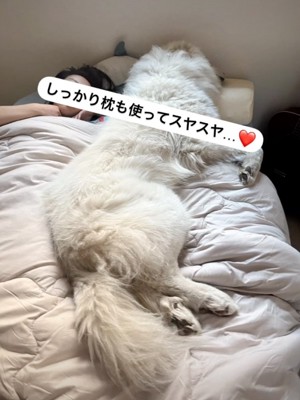 ベッドを占拠する犬