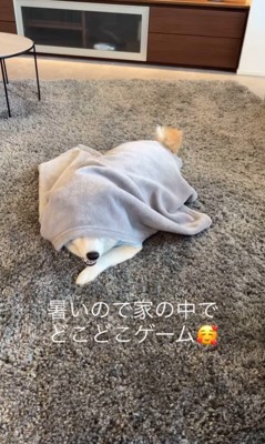 おもちゃ探しゲームをする忠太くん