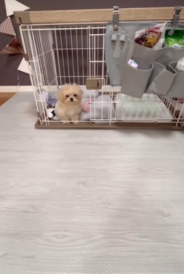 芸を披露するみるくちゃん9