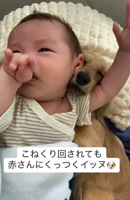 寝起きで動きまくる赤ちゃんに密着して寝たままのカニンヘンダックスフンド