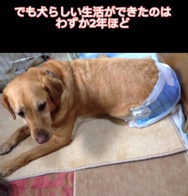 歩けなくなった大型犬