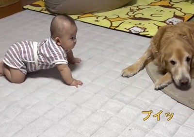 赤ちゃんから顔を背ける犬