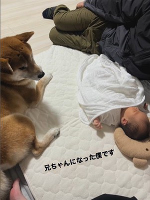 こてつ君と赤ちゃんの初対面⑩