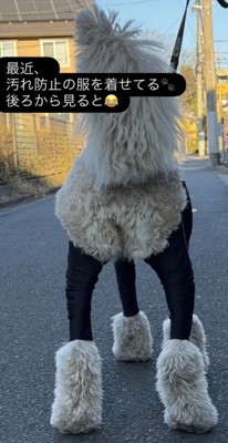黒い服を着た犬の後ろ姿