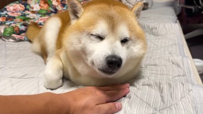 眠そうな柴犬に…