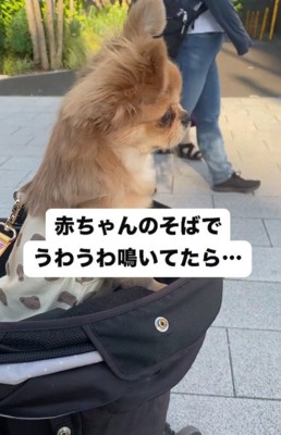 チワワのハナちゃん