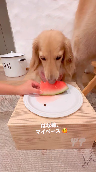 スイカを少しずつ頬張る小型犬