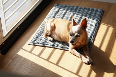 室内で日光浴する犬
