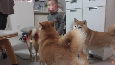 こなれた様子に感嘆