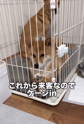ケージの中の犬たち