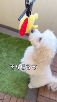 干されたぬいぐるみの匂いを嗅ぐ犬