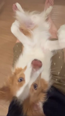 仰向けで寝るボーダーコリー