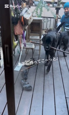 枝を運びたいあお君