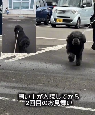 駐車場をまっすぐ歩いてくる犬