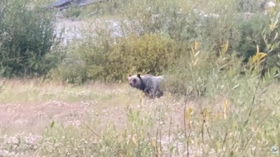 本当に熊がいた！！