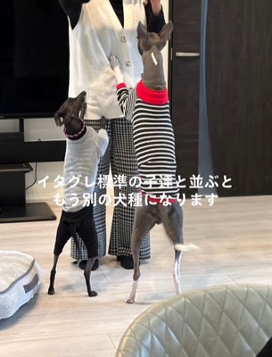 女性に前脚をかけて立ち上がる2頭のイタリアングレーハウンド