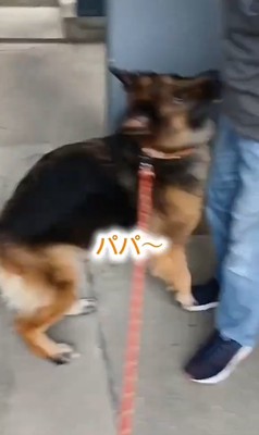 飛びつく犬