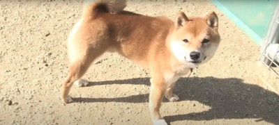 カメラに向かって微笑んでいる柴犬