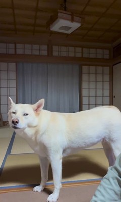 きなこちゃんとおじいちゃんのやり取り2