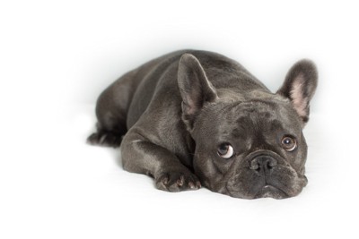 申し訳なさそうな犬