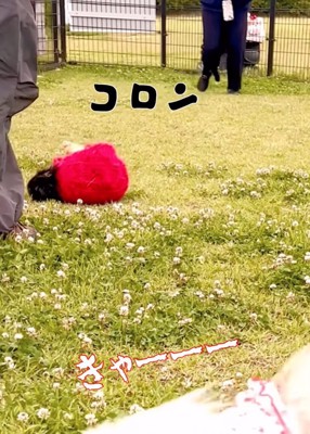 赤い服を着て転がる犬